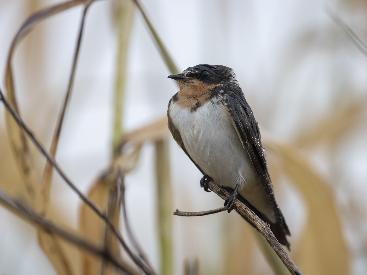 Barn Swallow - ML608911969