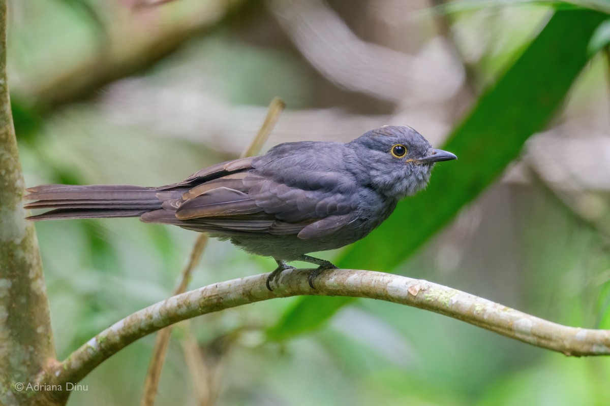 Chestnut-capped Piha - ML608911985