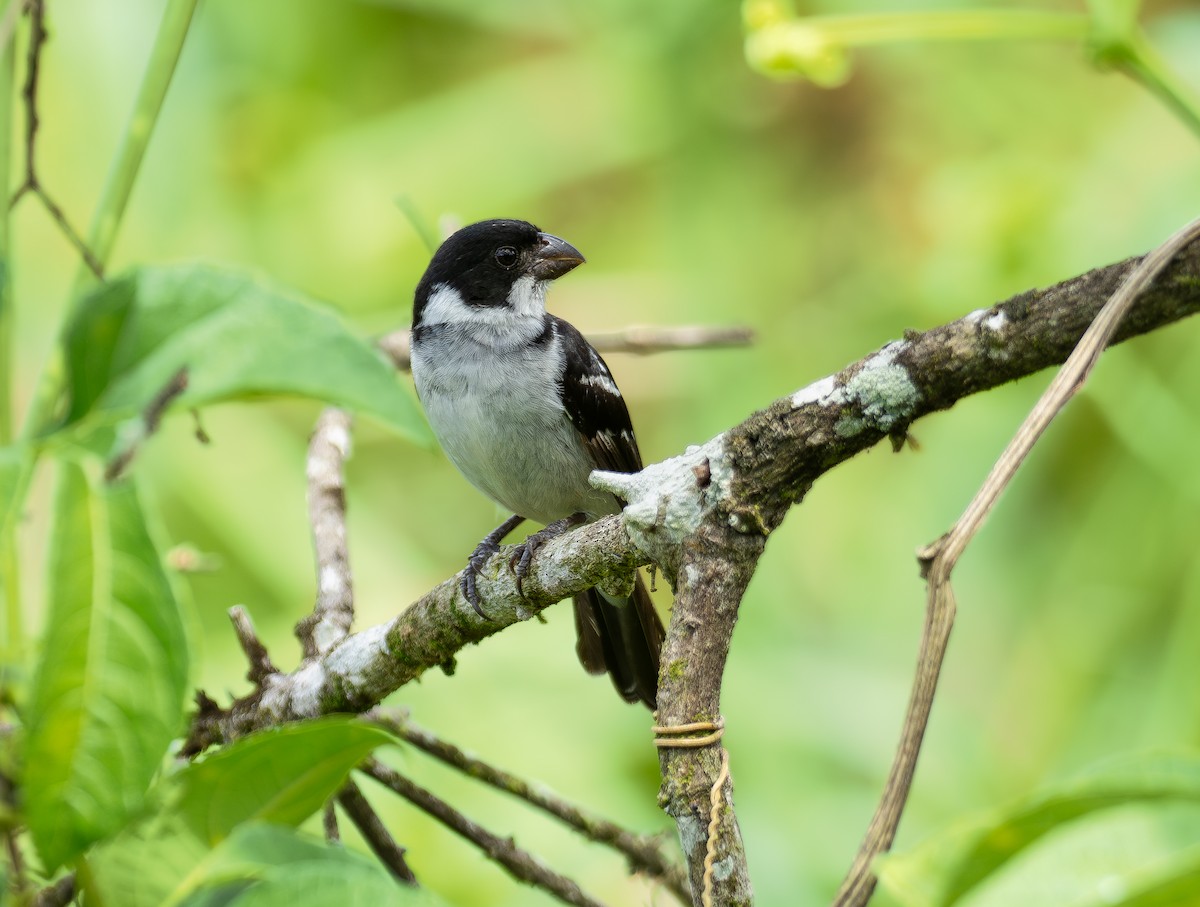 Wing-barred Seedeater (Caqueta) - ML608912030