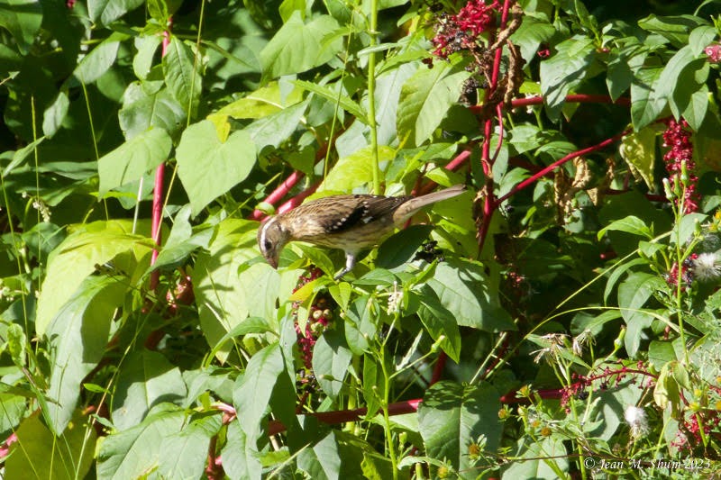 Rose-breasted Grosbeak - Anonymous