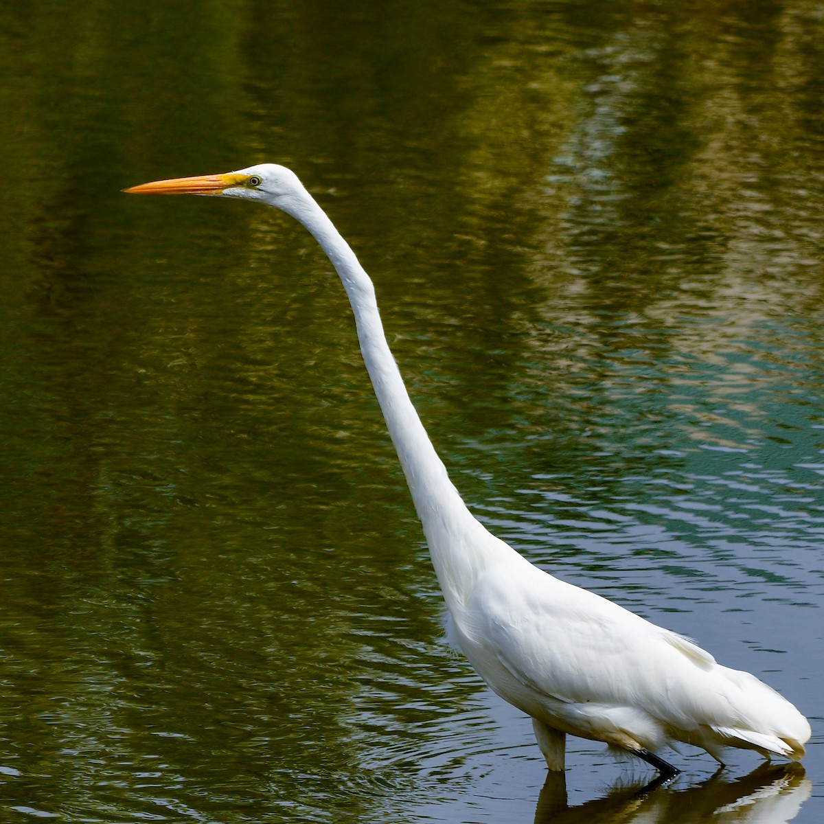 Great Egret - ML608912139