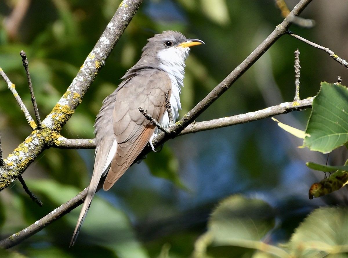 Yellow-billed Cuckoo - Adam Knueppel