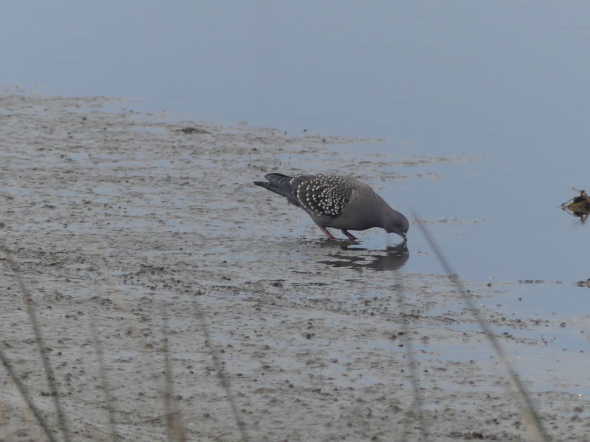 Spot-winged Pigeon - ML608912209
