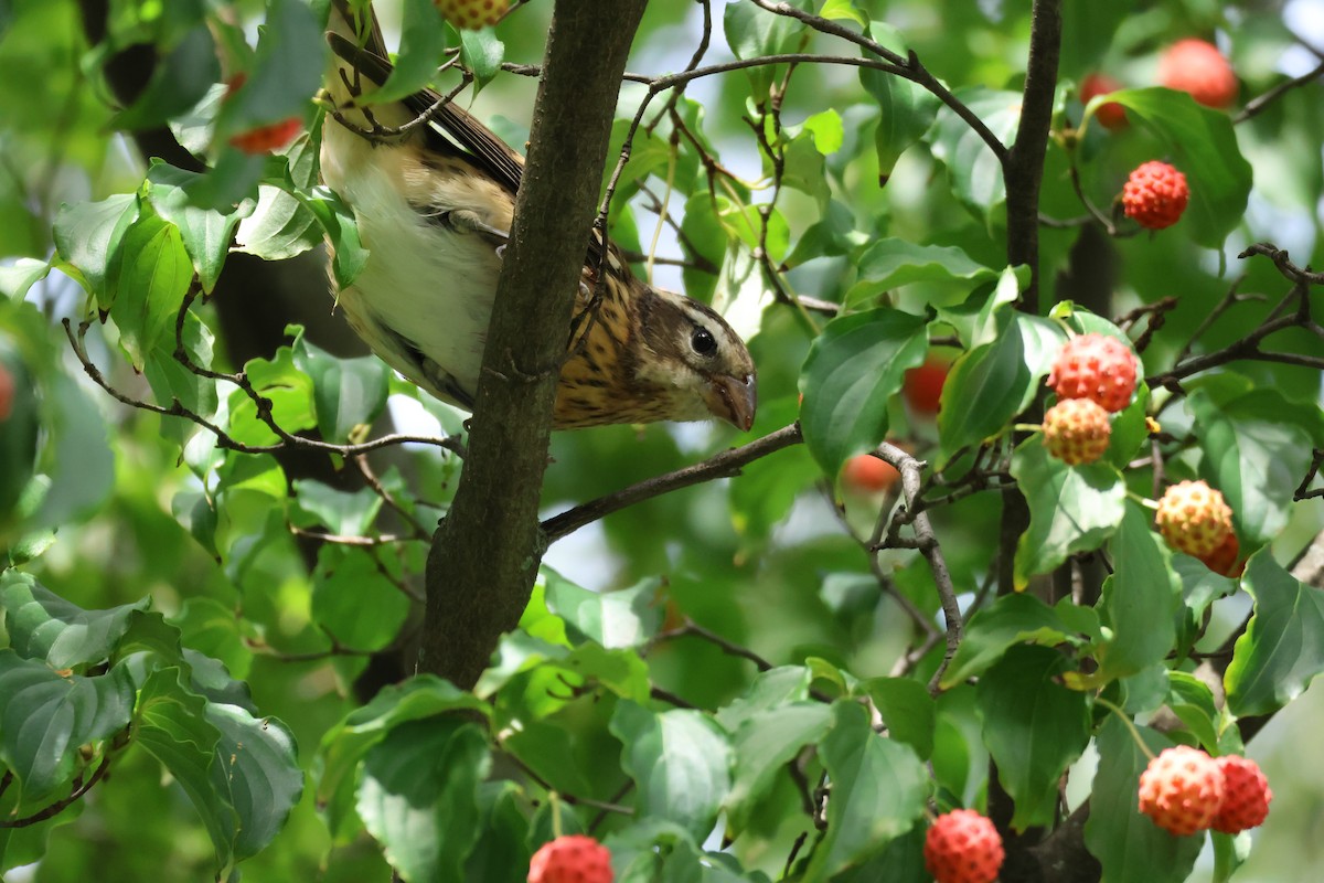 Rose-breasted Grosbeak - ML608912218