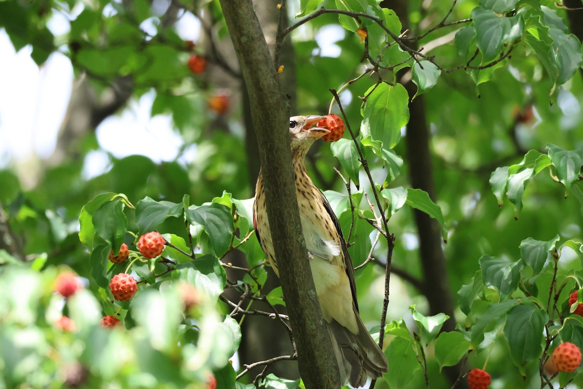 Rose-breasted Grosbeak - ML608912219