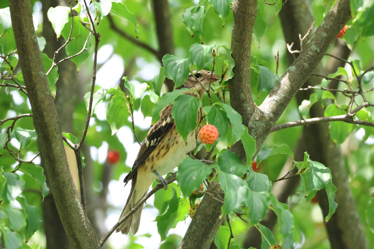 Rose-breasted Grosbeak - ML608912220