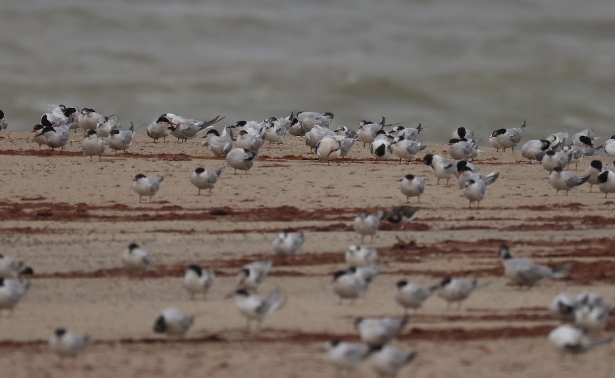 Common Tern - burton balkind