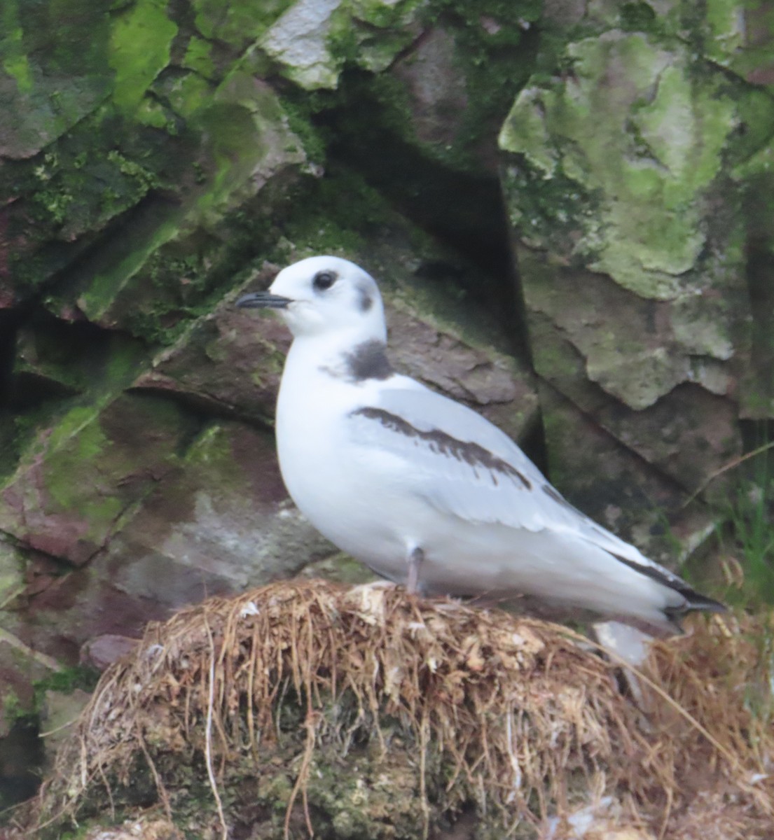 Mouette tridactyle - ML608912310