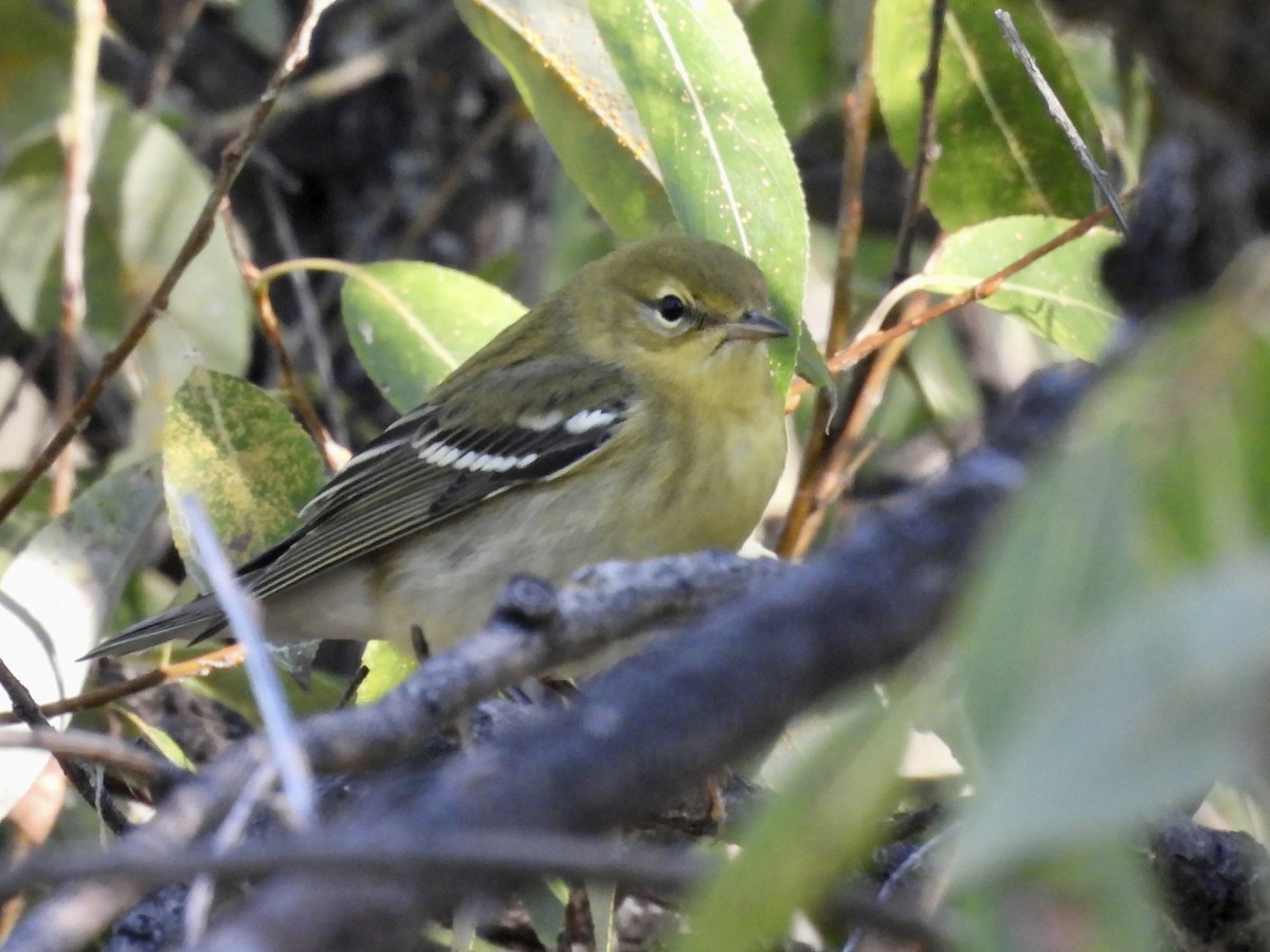 Blackpoll Warbler - Jeffrey Olsson