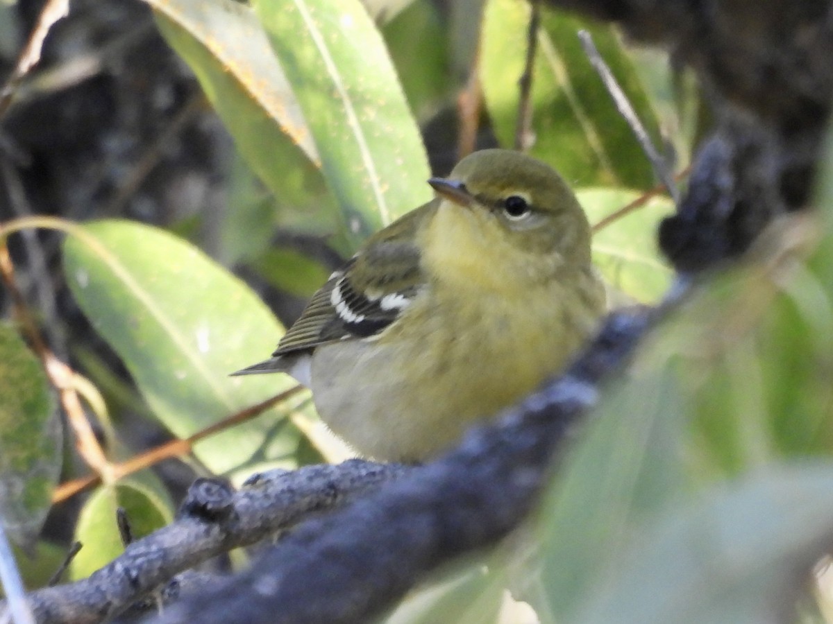 Blackpoll Warbler - ML608912375