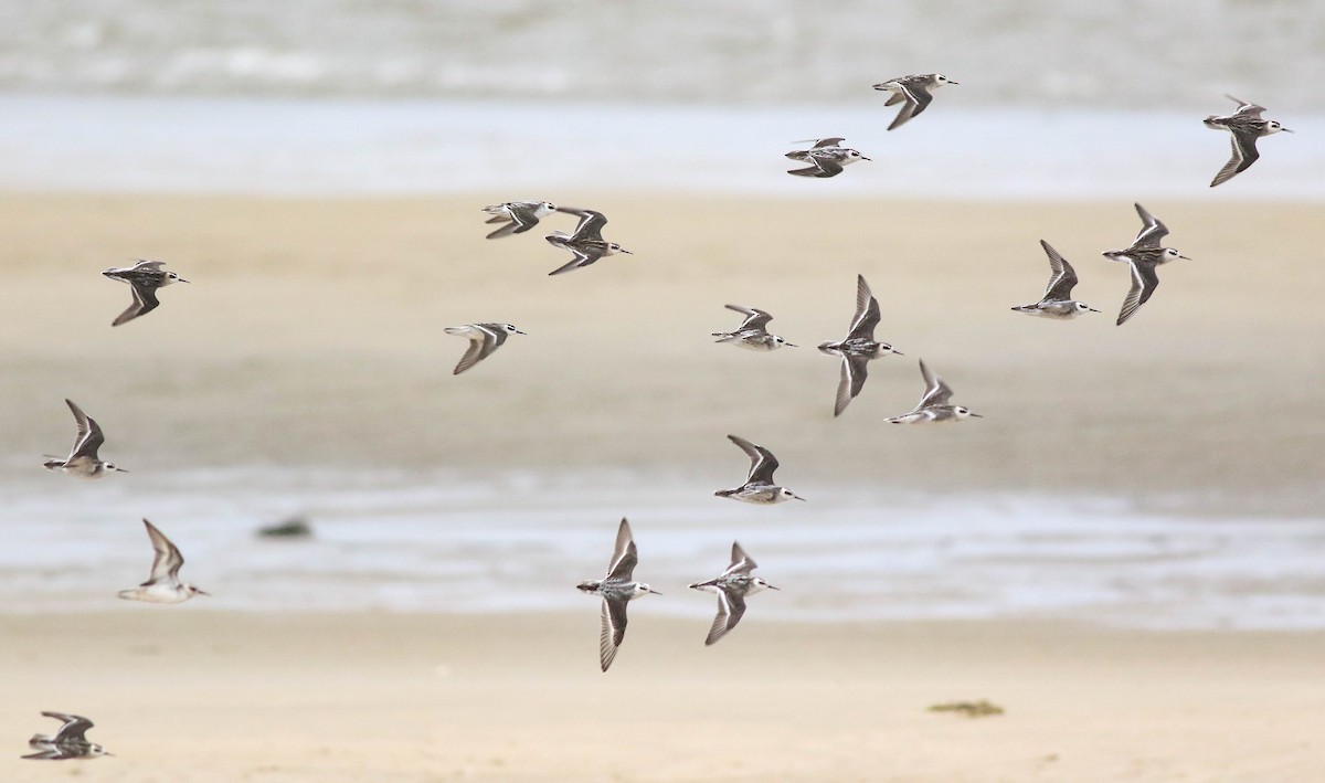 Red-necked Phalarope - ML608912401