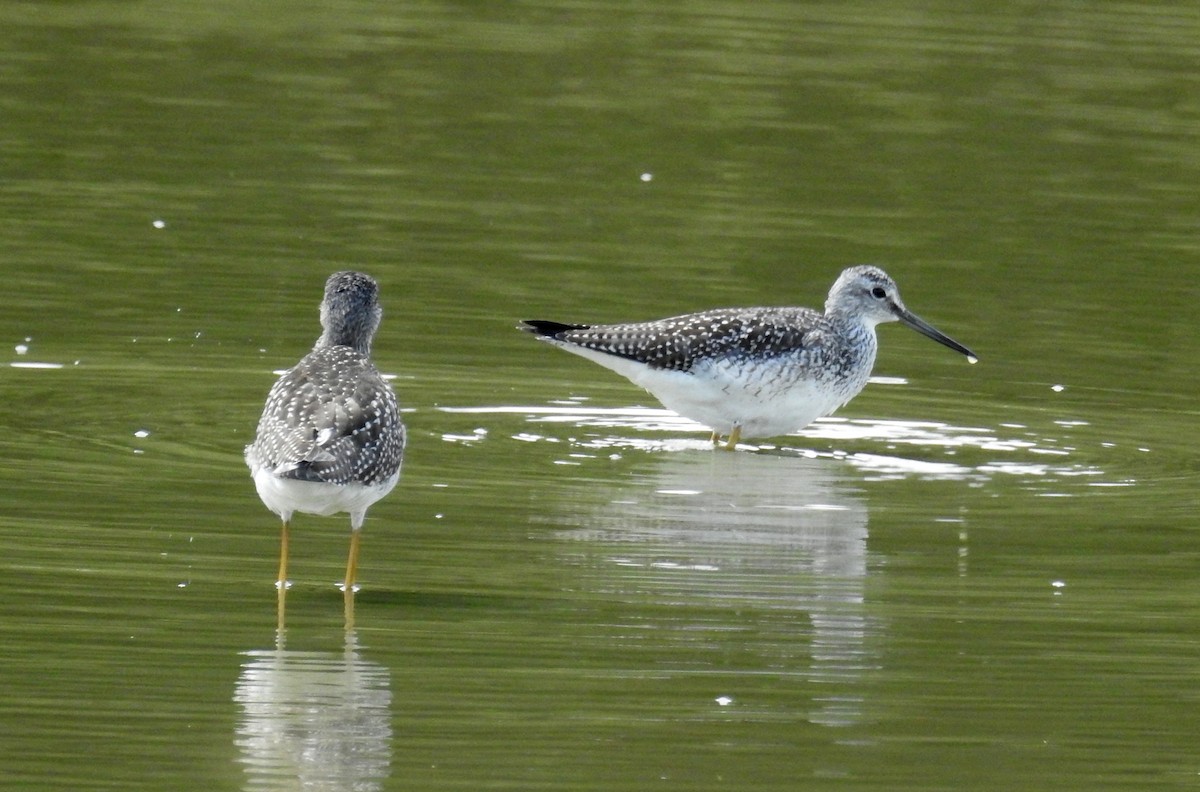 Greater Yellowlegs - ML608912482