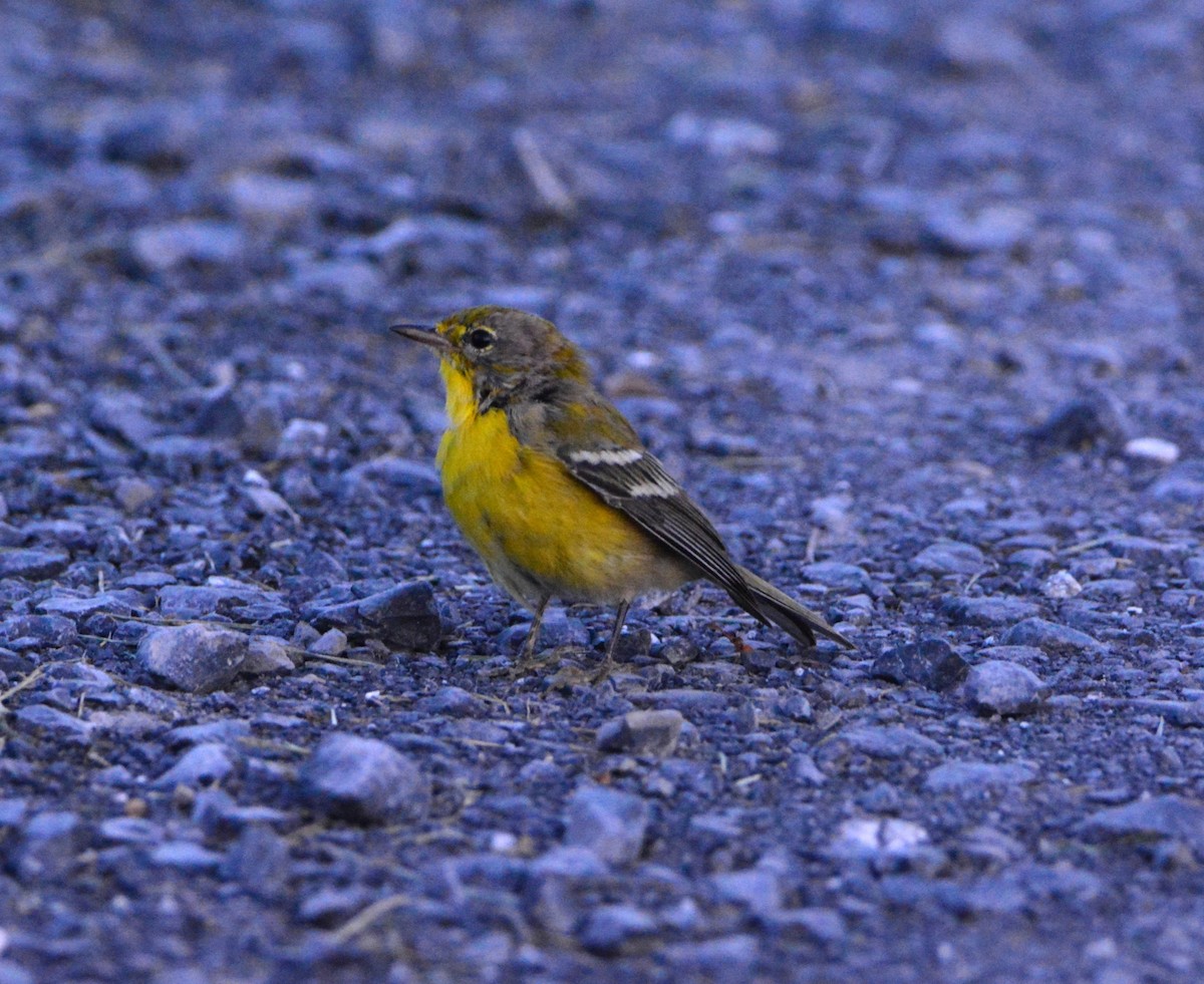 Pine Warbler - Kirk Andrews