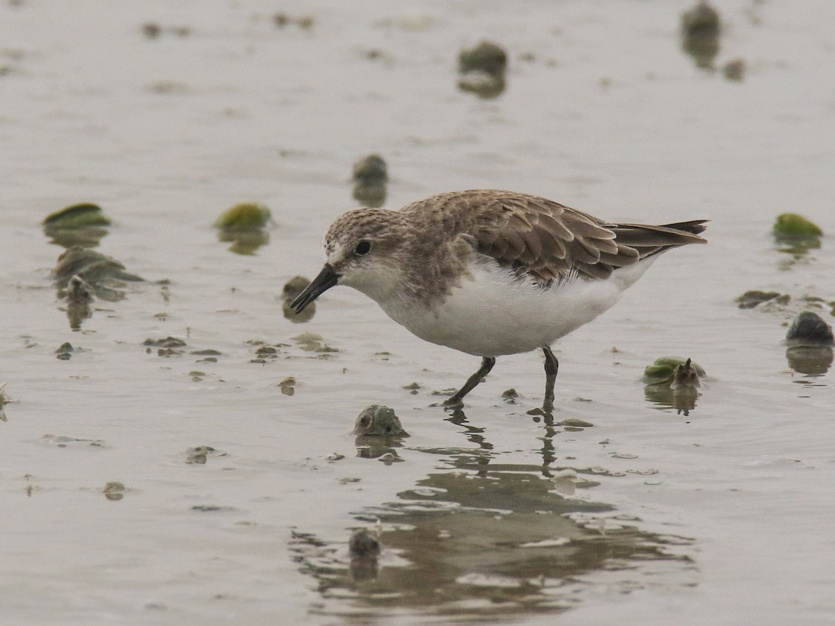 Red-necked Stint - ML608912525