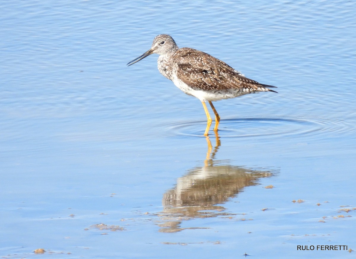 Greater Yellowlegs - ML608912800