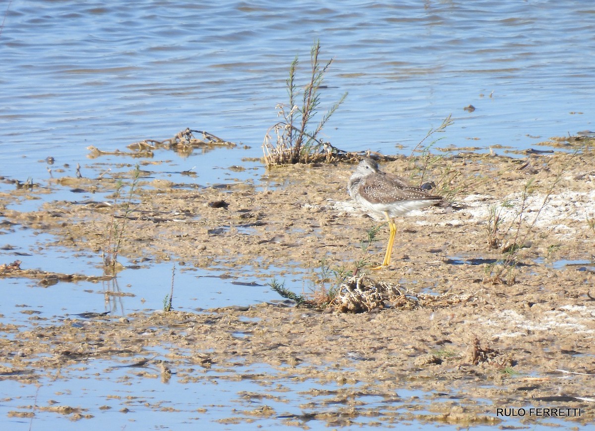 Greater Yellowlegs - ML608912801