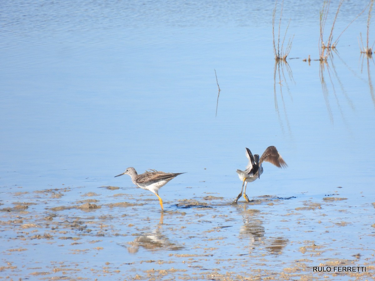 Greater Yellowlegs - ML608912803