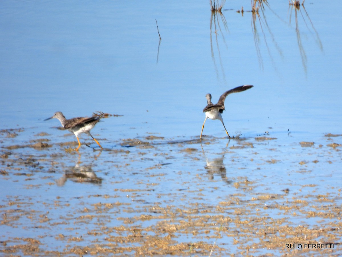 Greater Yellowlegs - ML608912804