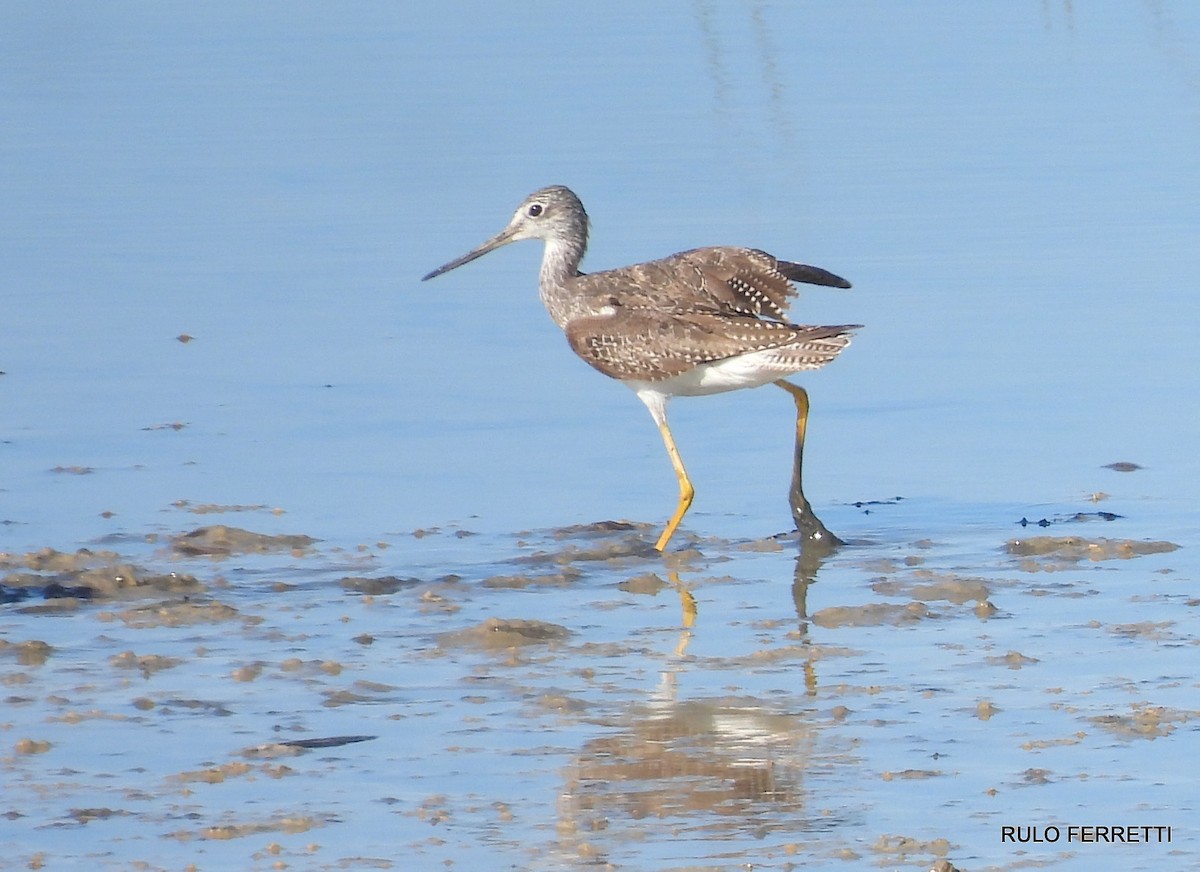 Greater Yellowlegs - ML608912806