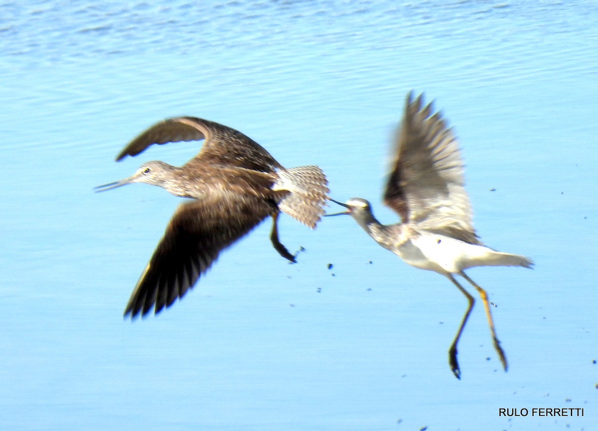 Greater Yellowlegs - ML608912807