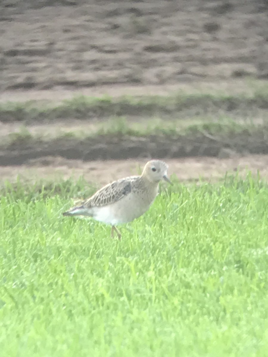 Buff-breasted Sandpiper - ML608912820