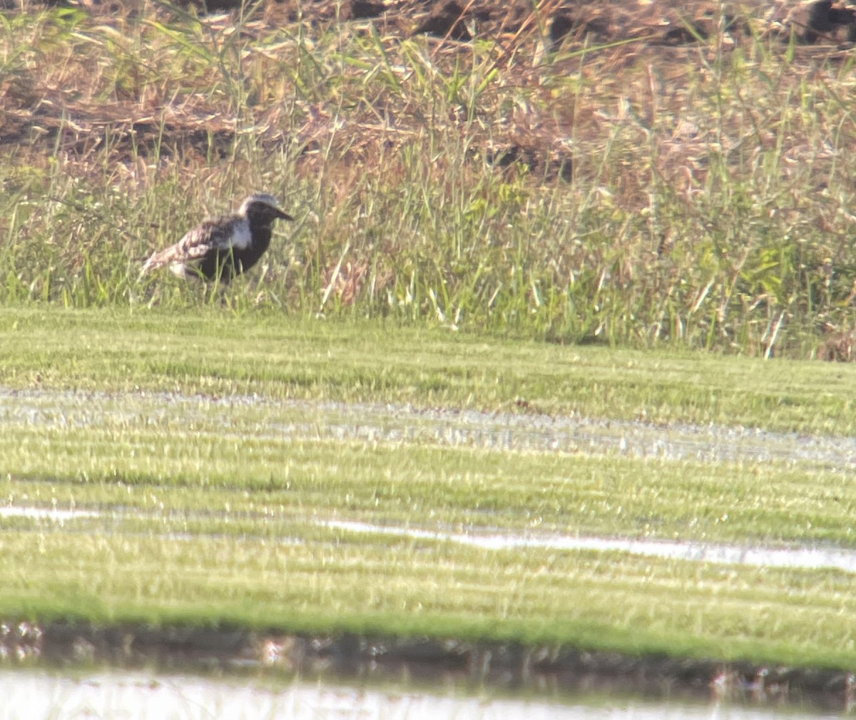 Black-bellied Plover - ML608912848