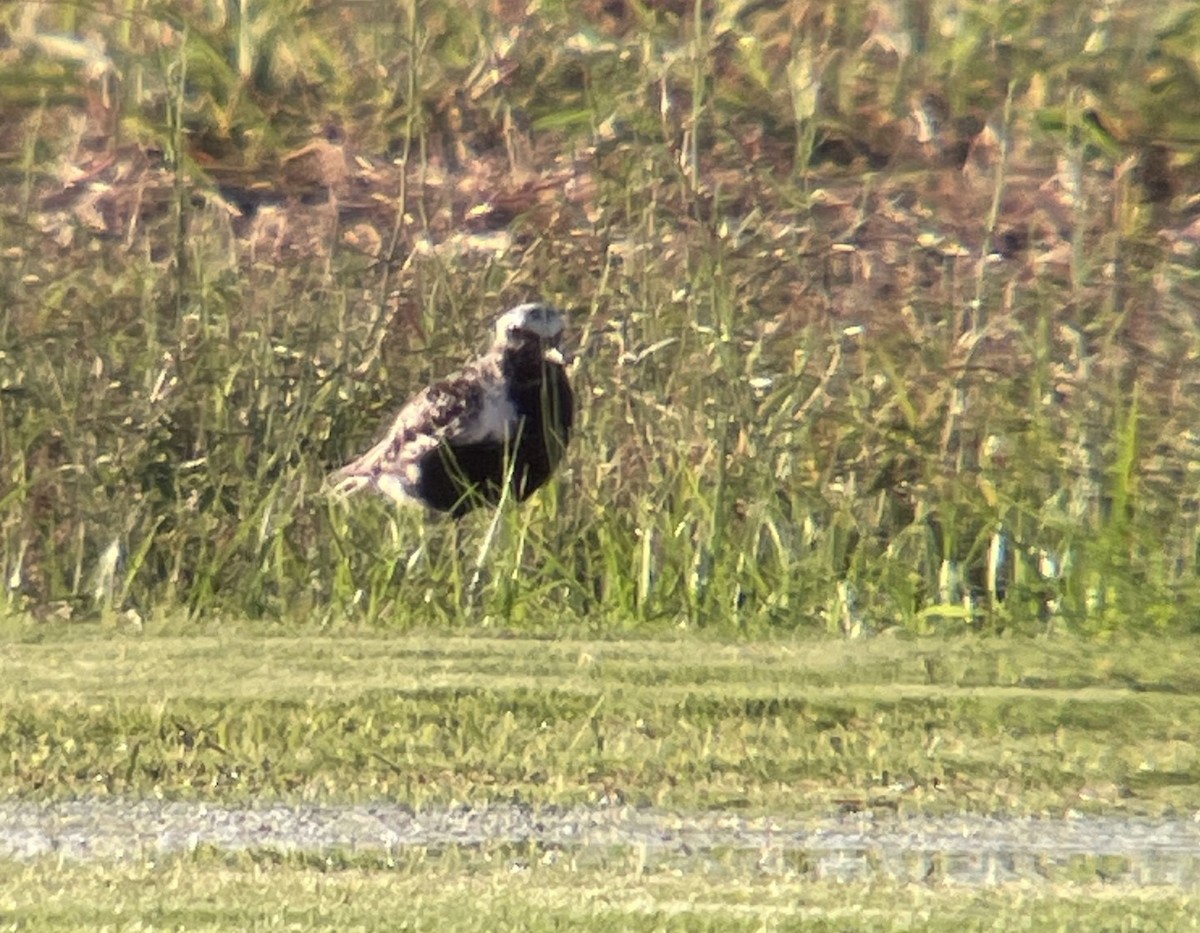 Black-bellied Plover - ML608912849