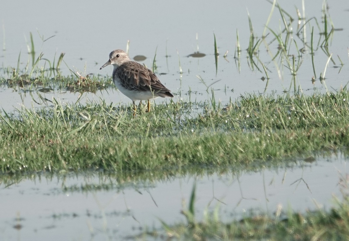 Least Sandpiper - ML608912881