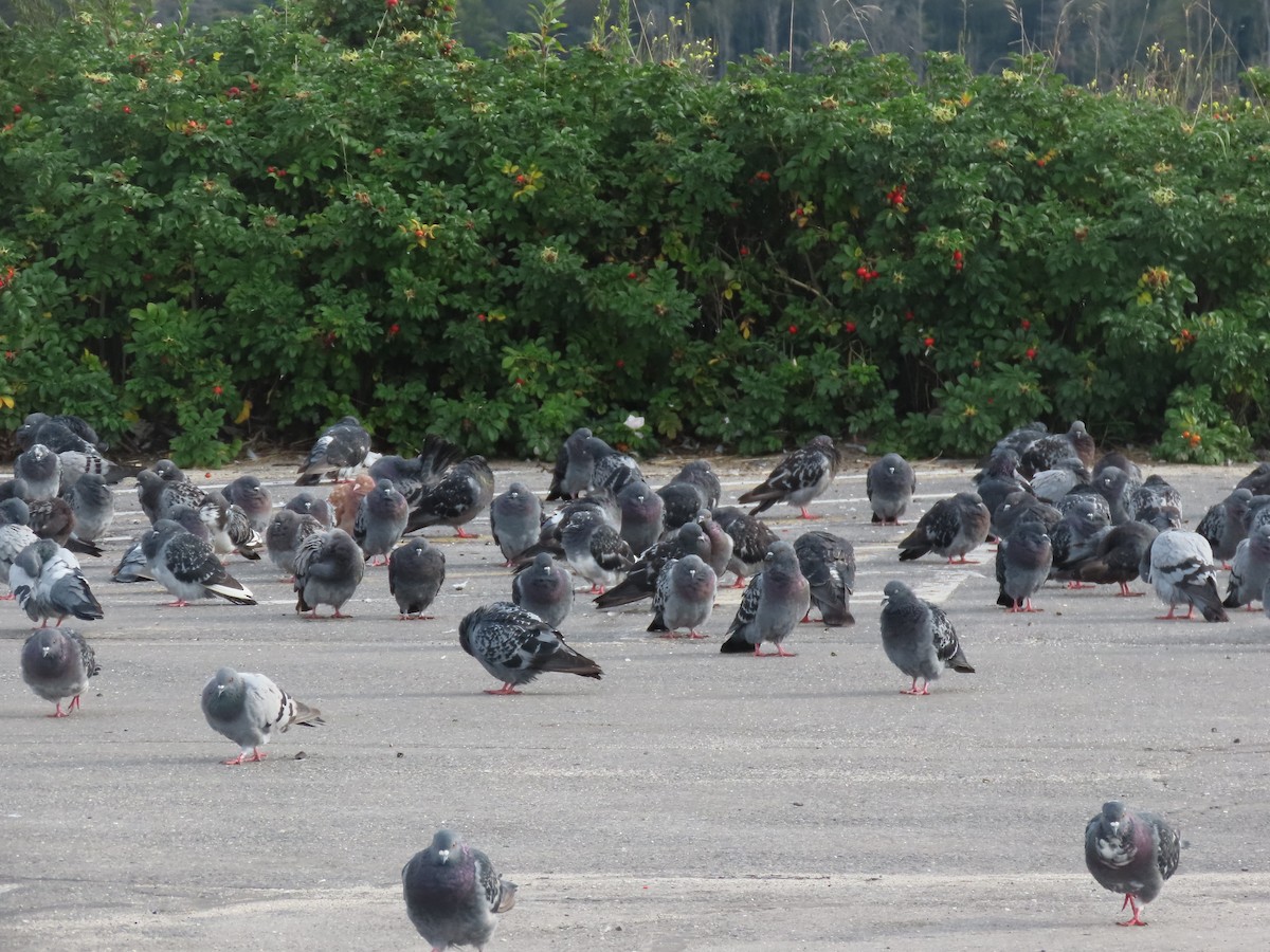 Rock Pigeon (Feral Pigeon) - ML608912890