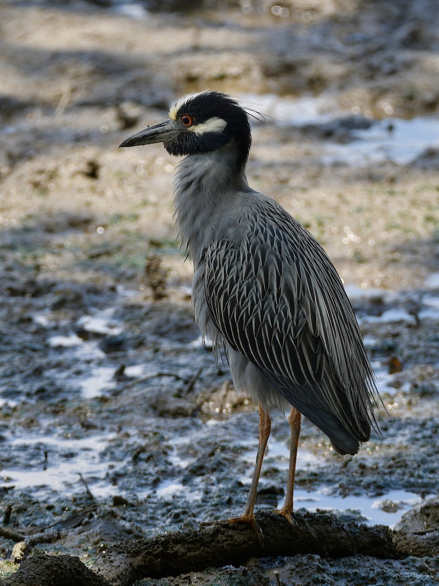 Yellow-crowned Night Heron - ML608912904