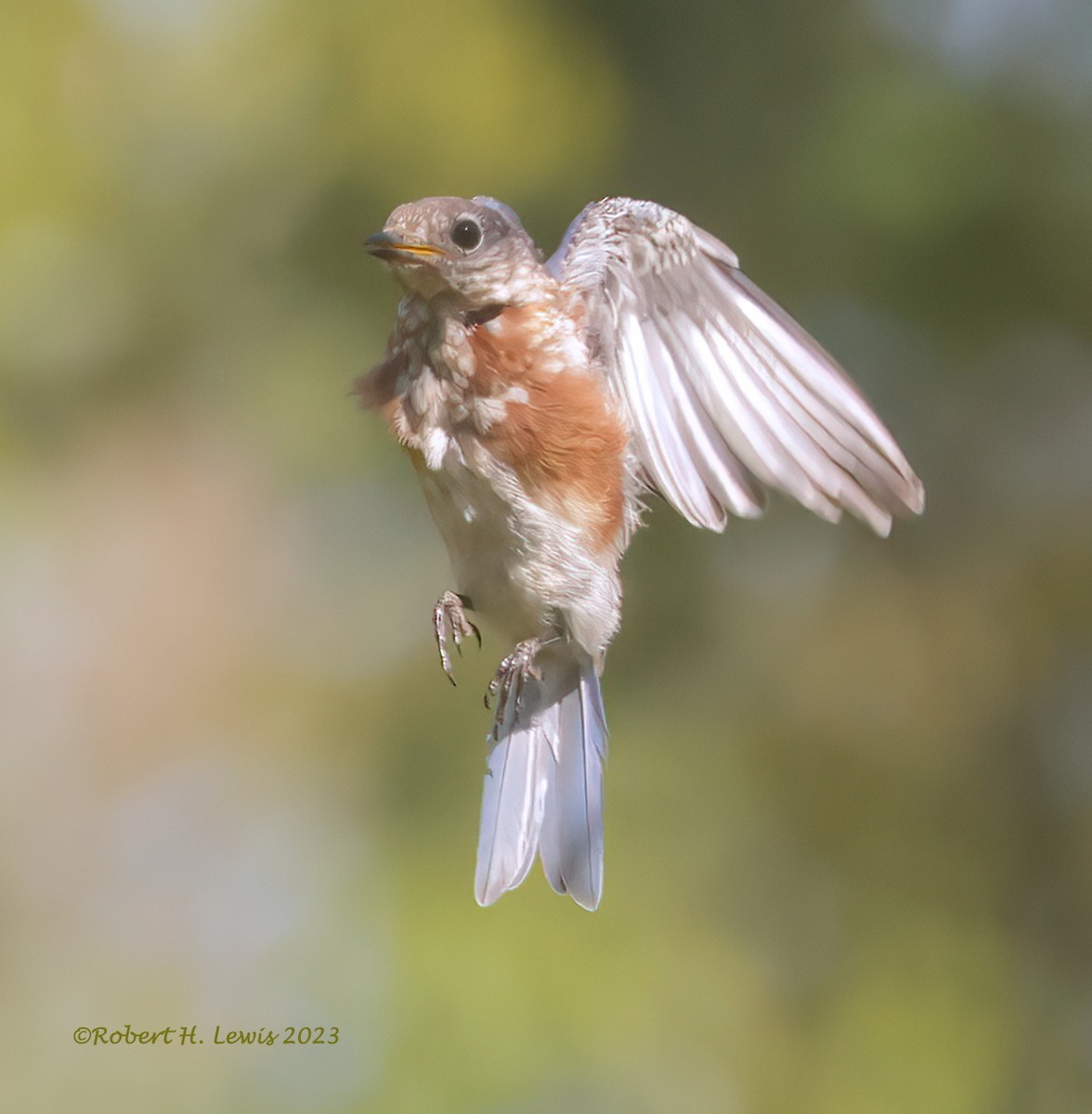 Eastern Bluebird - ML608912928