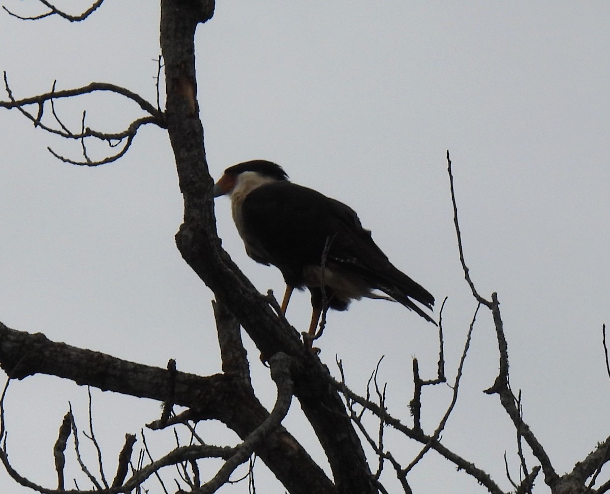 Caracara huppé (cheriway) - ML608912954