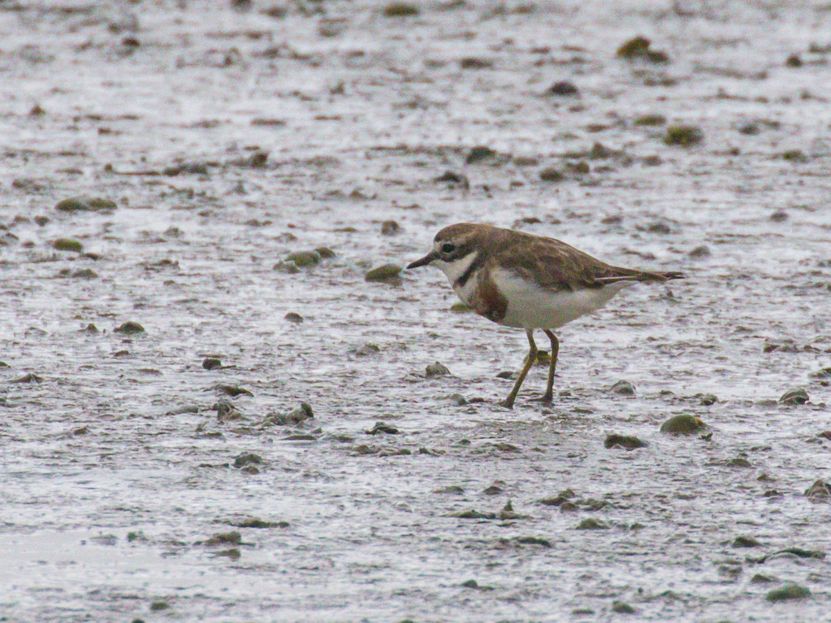 Double-banded Plover - ML608912956