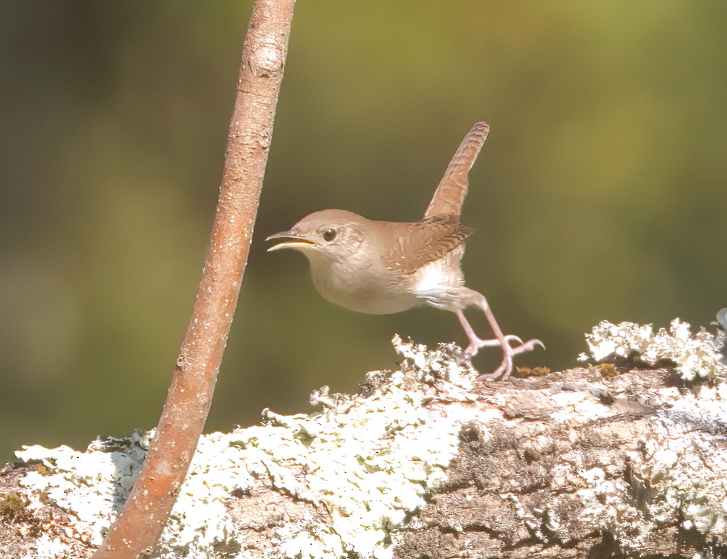 Northern House Wren - ML608913049