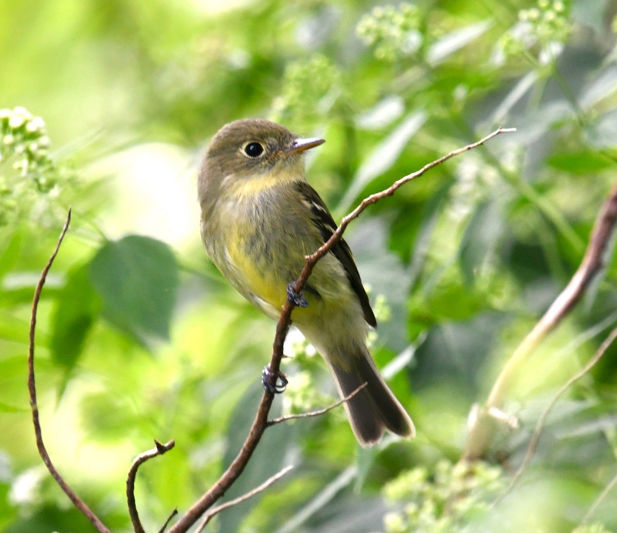 Yellow-bellied Flycatcher - MJ Heatherington