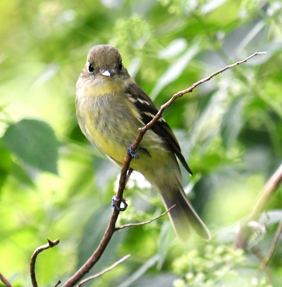 Yellow-bellied Flycatcher - MJ Heatherington