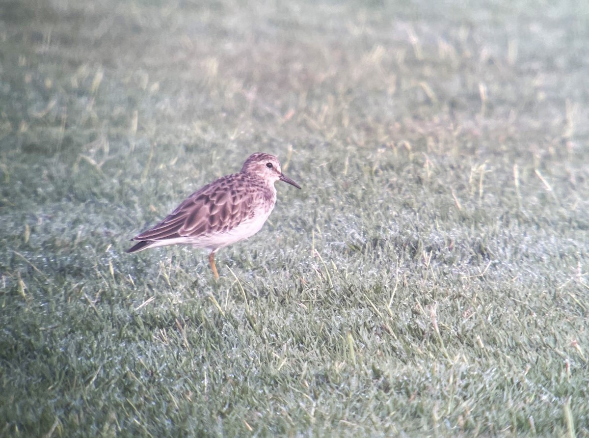 Pectoral Sandpiper - ML608913143