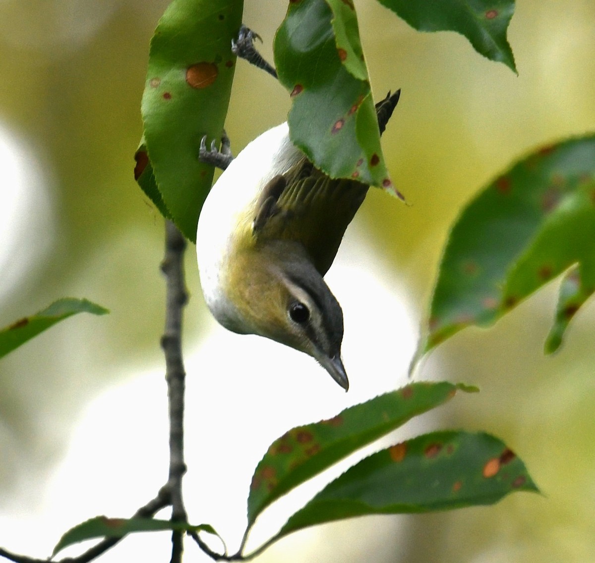 rødøyevireo - ML608913188