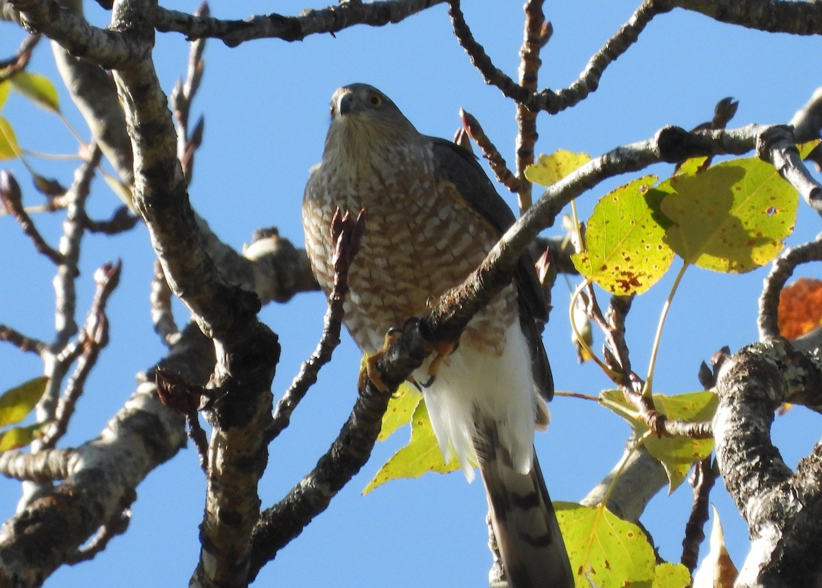 Sharp-shinned Hawk - ML608913213