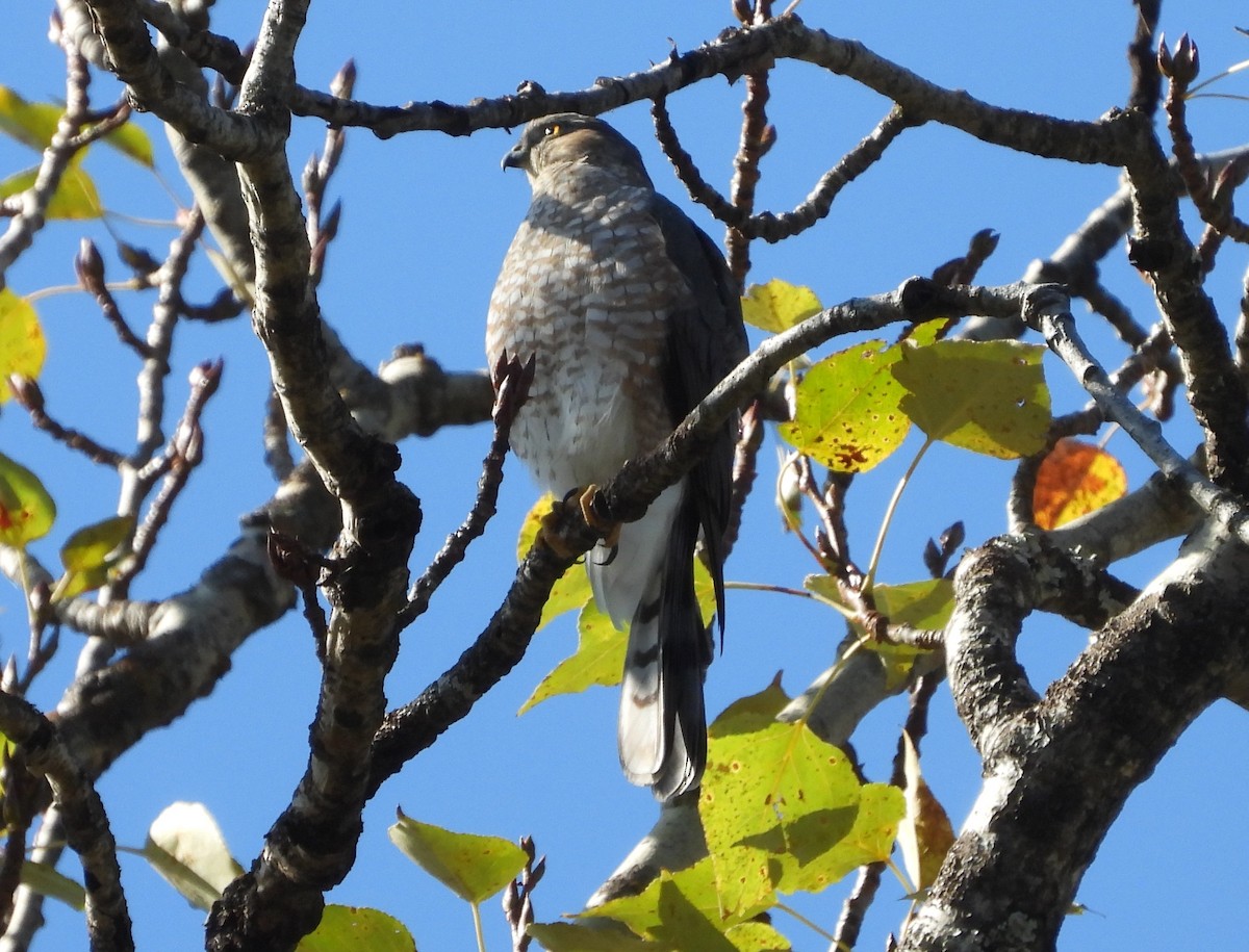 Sharp-shinned Hawk - Helen Diakow