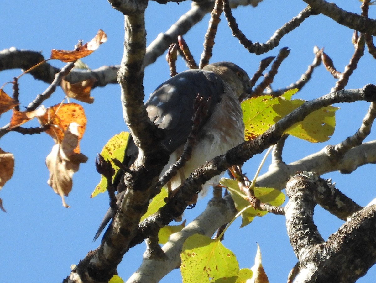 Sharp-shinned Hawk - ML608913222