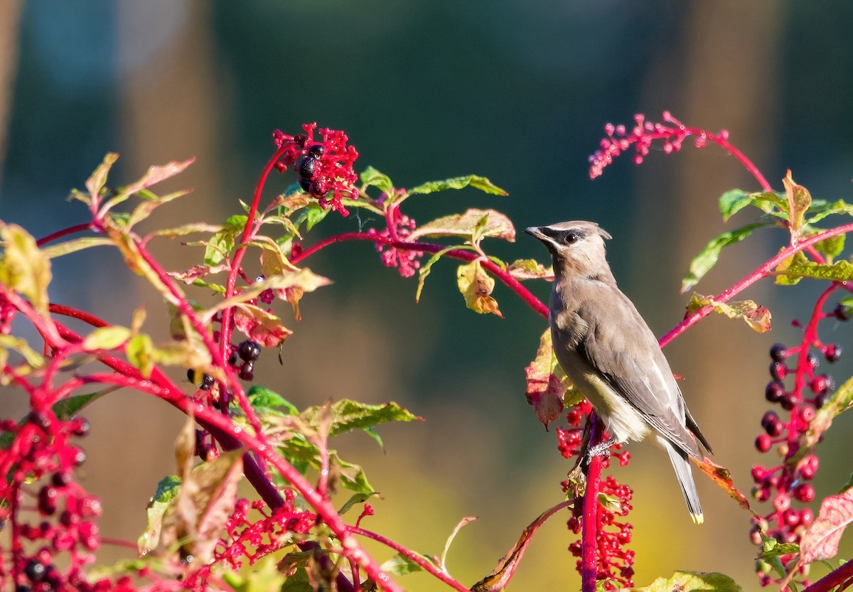 Cedar Waxwing - ML608913274