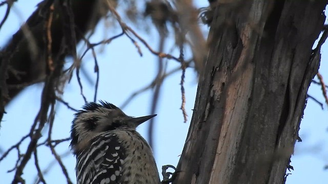 Ladder-backed Woodpecker - ML608913564