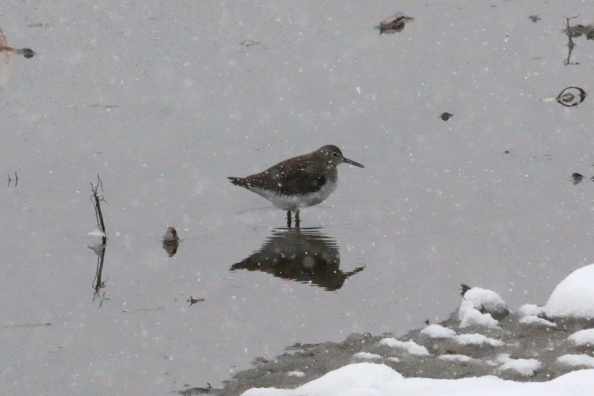 Solitary Sandpiper - ML608913588