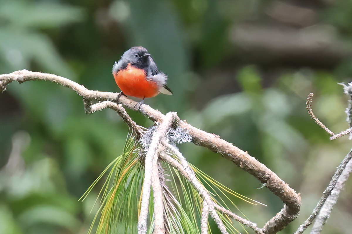 Slate-throated Redstart - ML608913619