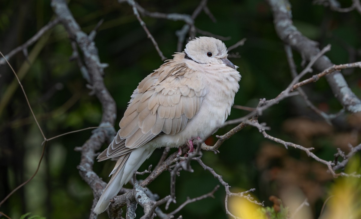 African Collared-Dove (Domestic type or Ringed Turtle-Dove) - Laura Erickson