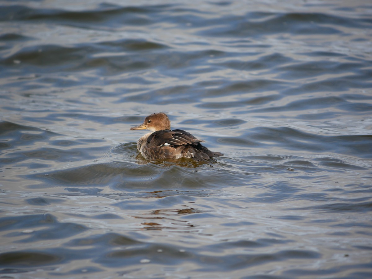 Harle couronné - ML608913782