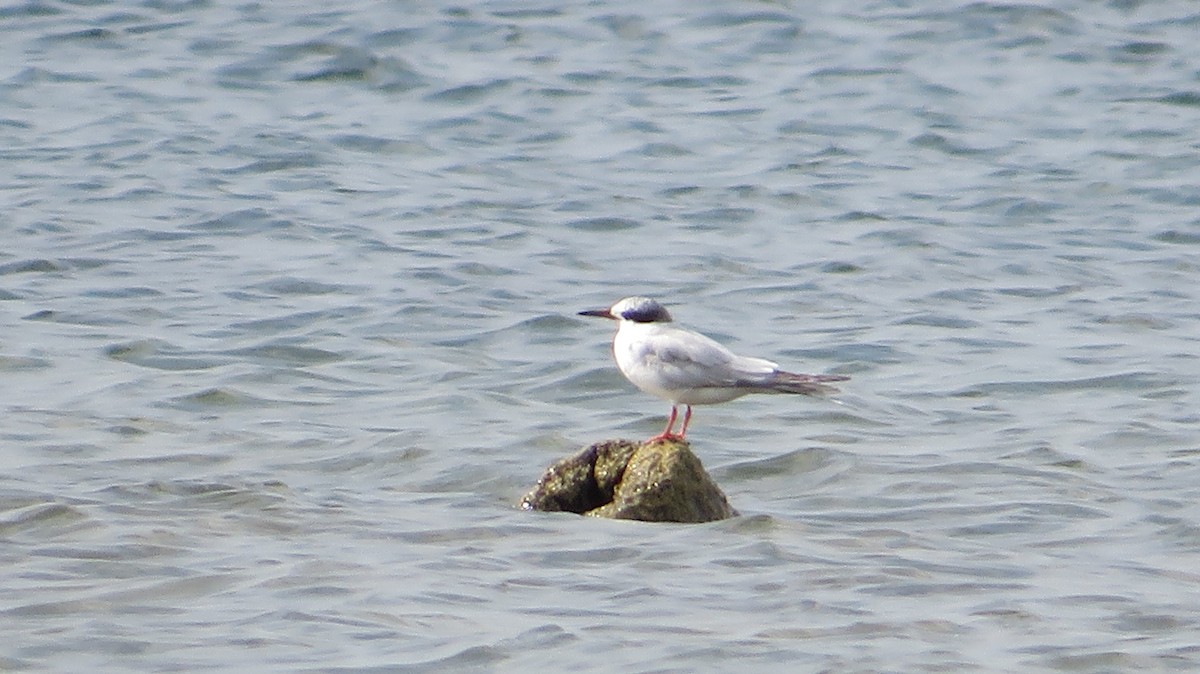 Forster's Tern - ML608913796