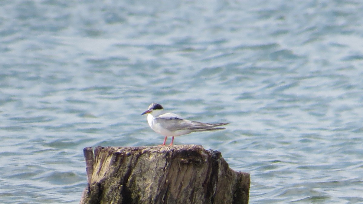 Forster's Tern - ML608913803