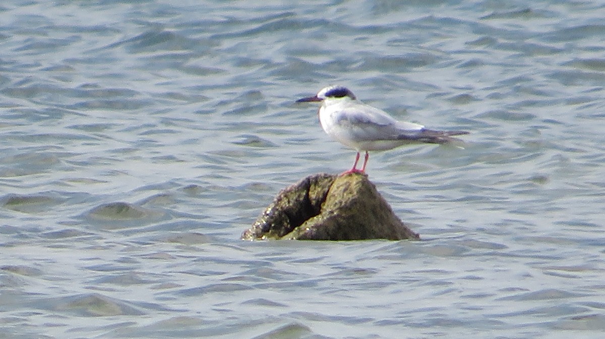 Forster's Tern - ML608913807